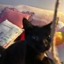 Kittens Image 5