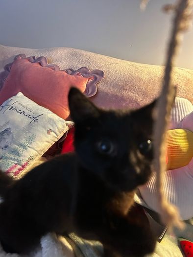 Kittens