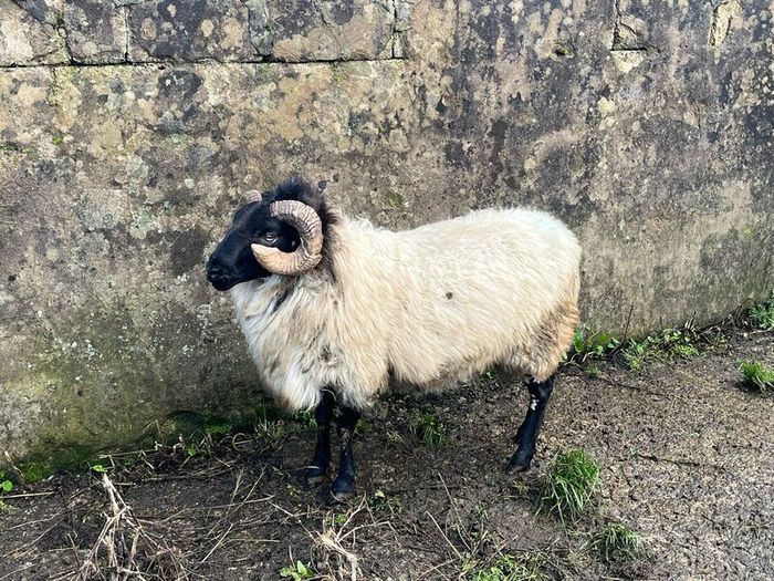 Mayo Blackfaced Ram