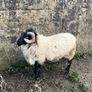 Mayo Blackfaced Ram Image 2