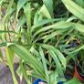 Daylily Plants Image 2