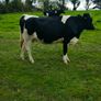 British Fresian springing heifers Image 10