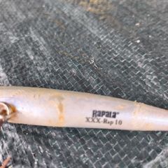 sea bass lures