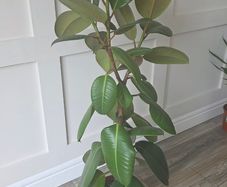 Plant