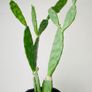 Cactus Image 2