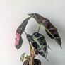 Alocasia Varigated Polly Plant Image 2