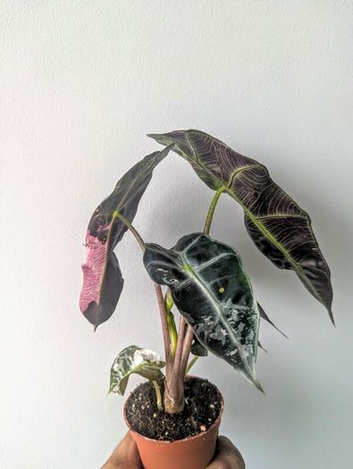 Alocasia Varigated Polly Plant
