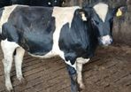 Friesian Bulls