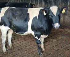 Friesian Bulls