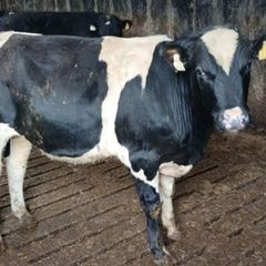 Friesian Bulls