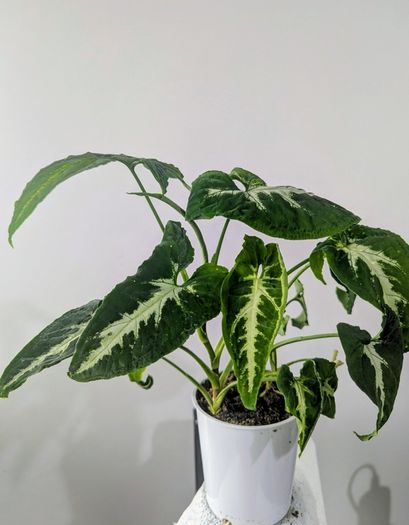 Syngonium Wendlandii Plant