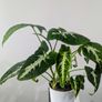Syngonium Wendlandii Plant Image 3