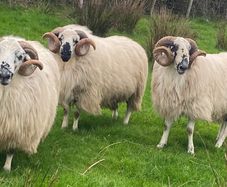 Hoggot Rams