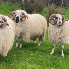 Hoggot Rams
