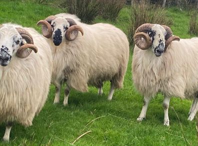 Hoggot Rams
