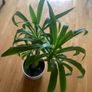 Yucca Image 4