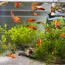 Guppies/Swordtails Image 2