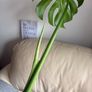Monstera Image 2