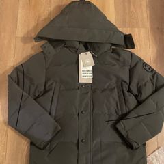 Grey canada goose