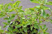 Oregano