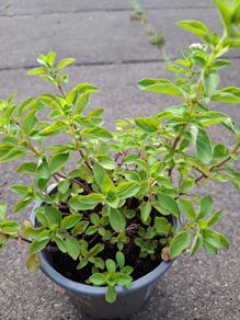 Oregano