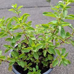Oregano