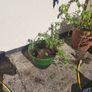 10 garden pots and plants inc Image 3