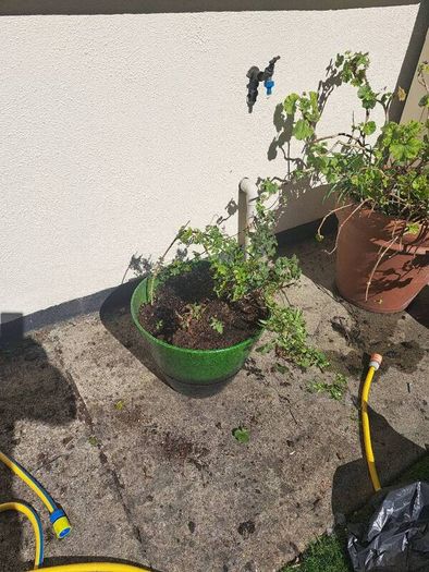 10 garden pots and plants inc