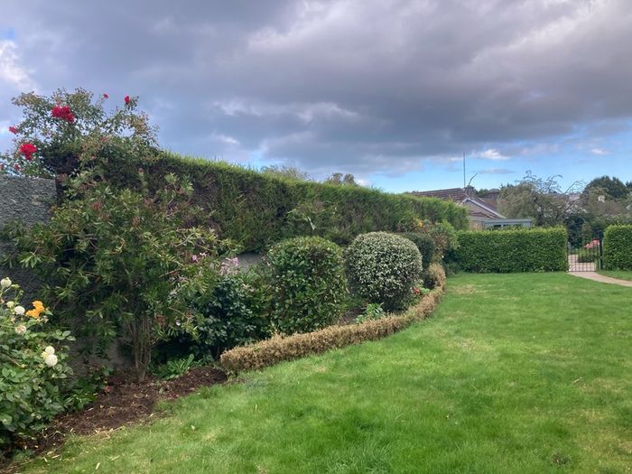 Box( Buxus) hedge to salvage