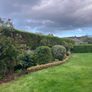 Box( Buxus) hedge to salvage Image 4