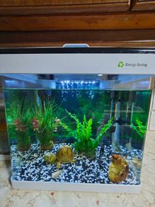 tropical fish with tank