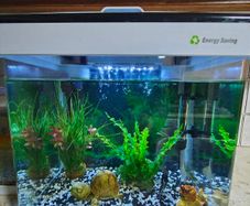 tropical fish with tank