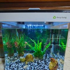 tropical fish with tank