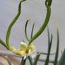 Walking Onions Image 4