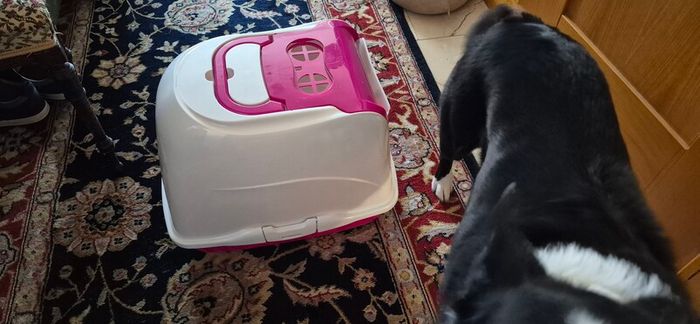 covered litter tray