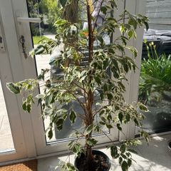 Weeping fig house plant