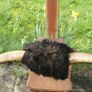 Antique Taxidermy Buffalo Horns (40") Image 9