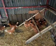 point of lay hens