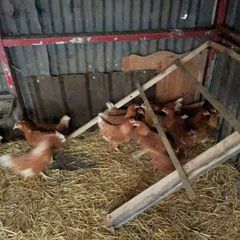 point of lay hens