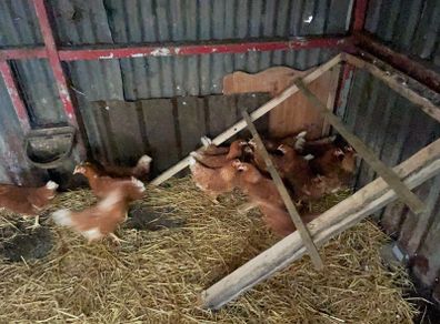 point of lay hens