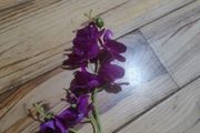 orchid flower