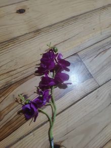 orchid flower