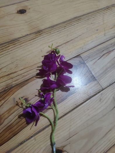 orchid flower
