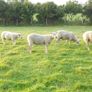 Charollais Rams Suffolk Rams Image 7