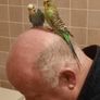 Free To Good Home 2 Budgies Image 3