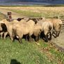 Rams Image 7