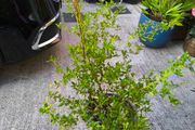 garden plants
