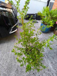 garden plants