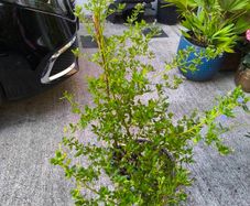 garden plants