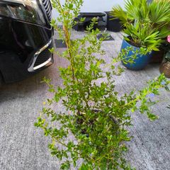 garden plants